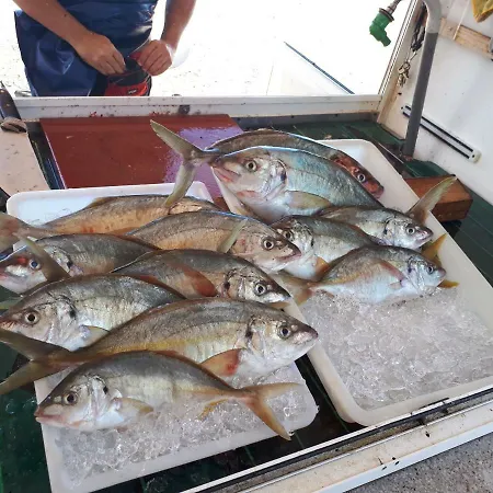 公寓 美丽海景拉斯加乐塔斯可爱一室公寓 拉斯加莱塔斯